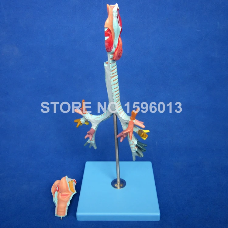 Популярная модель анатомического бронхового дерева ларинкса трахеи и |