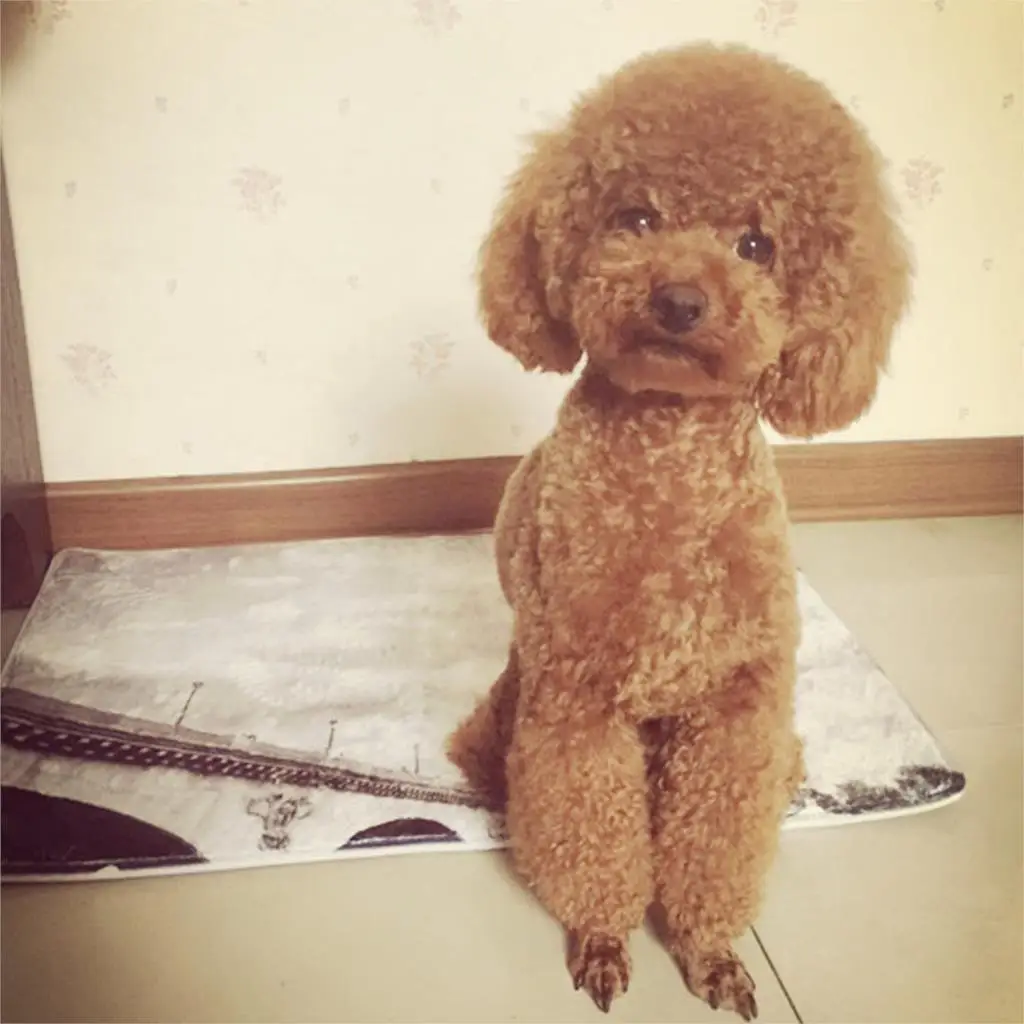 Напольный коврик милая собака мопс с большим лицом печать на заказ Нескользящие