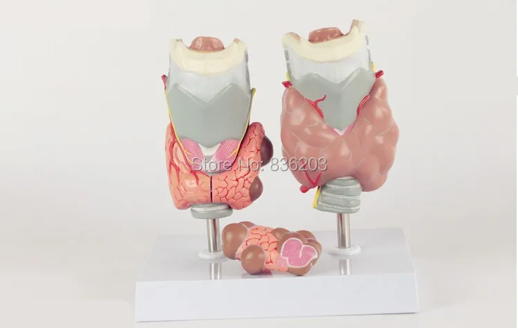 Thyroid Diseas of Human Head Neck Model in trauma anatomy skeleton dental anatomical shadow brain skullmedical training manikins |