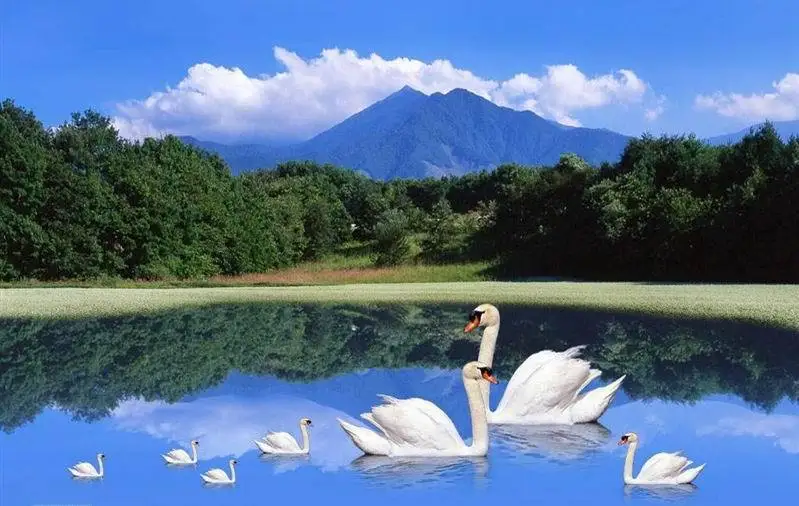 

Top Quality lovely classical 14CT 11CT 18CT 16CT counted cross stitch set swan family swans