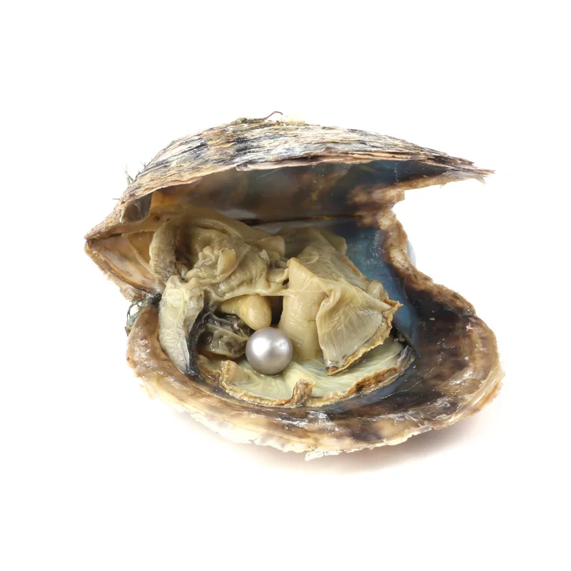 10 шт Oyster соленая вода с круглым жемчугом внутри случайный цвет (6 5 7 мм)|Бусины| |