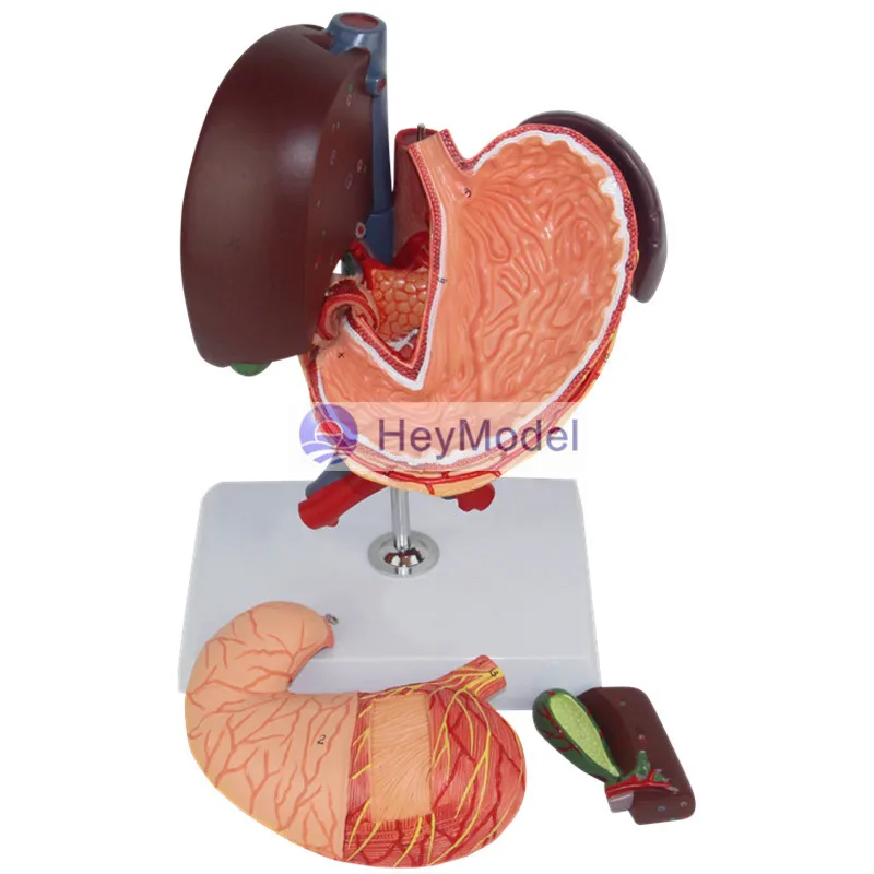 HeyModel Hepatopancreas модель двенадцатиперстной кишки желудочной структуры | Канцтовары