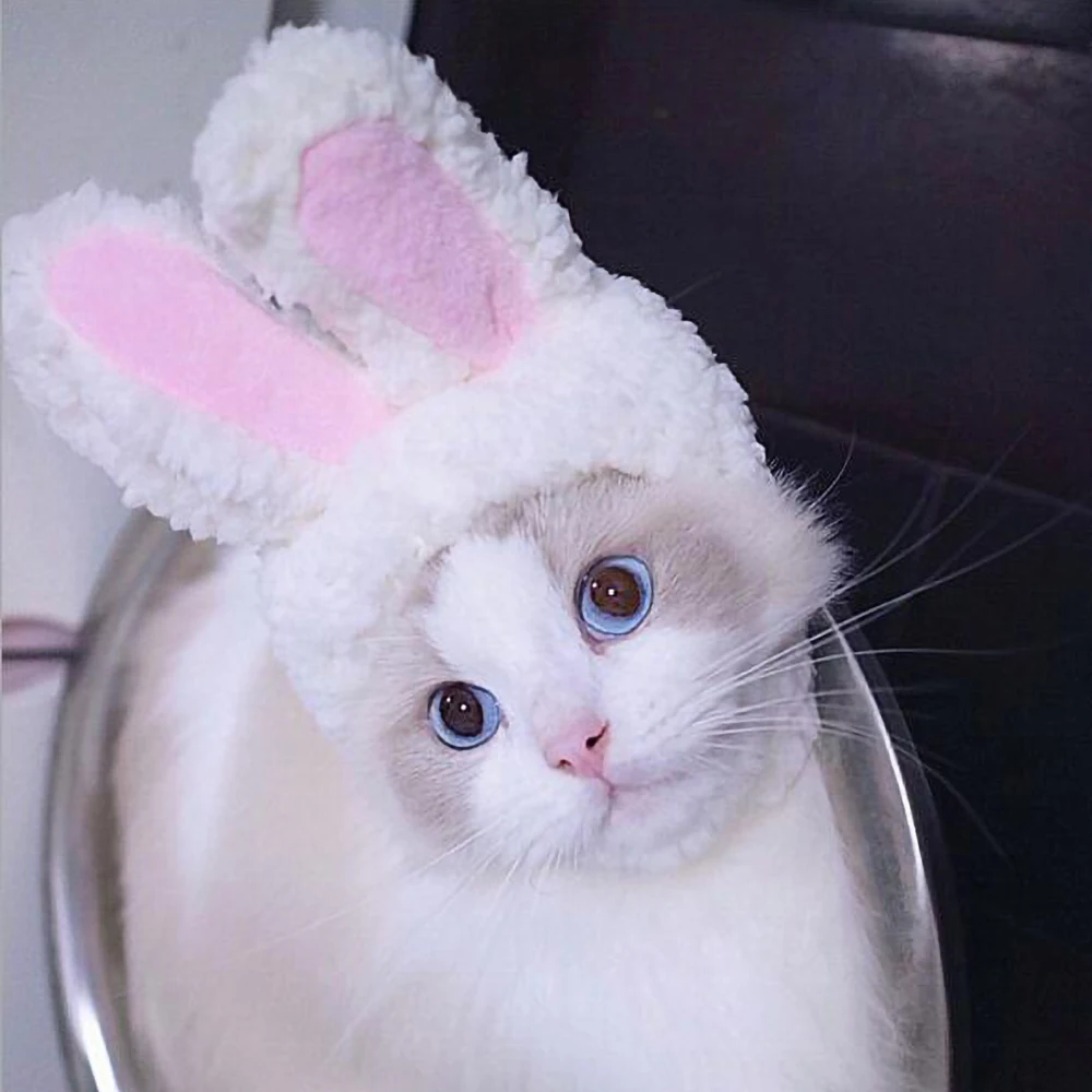 Одежда для кошек костюмы косплевечерние домашних животных маленьких собак | Дом