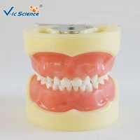 standard child model with 24pcs teeth and soft gum