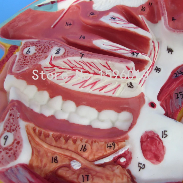 Модели нервов и сосудов в черепе лица рот нос лекарство ларинкс с сосудами