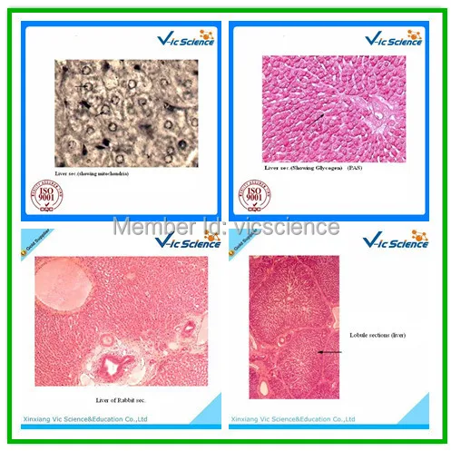 100 шт./компл. гистология животных подготовленные слайды|histology slides|pcs set |