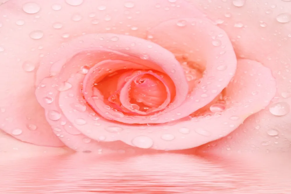 

Pink rose 3d window curtains Curtains for living room Home Decoration Factory diret sale