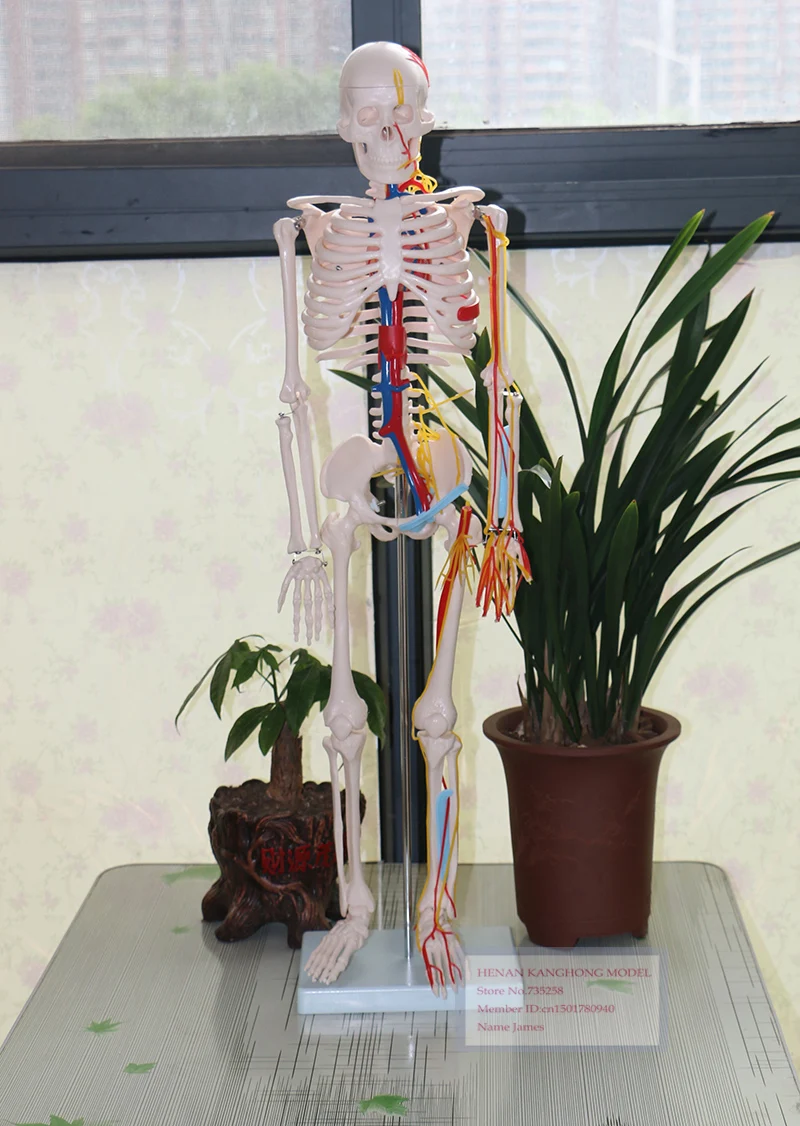 

85cm Skeleton with Nerves and Blood Vessels,Human body skeleton model,Skeleton Specimen