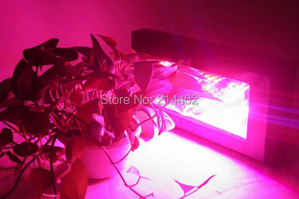 Новый 240 Вт Маяк Гидро Блэкстар светодиодный свет цветения 3 LED's dropshipping - купить