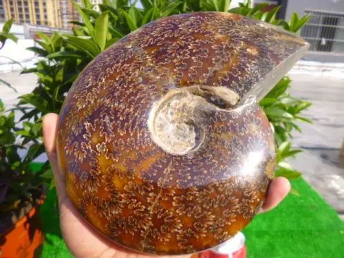 2220 г (4 8 фунта) Нефритовая Хризантема корпус аммония Fossil|shell|shell fossilshell j |