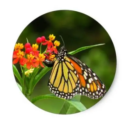 

1,5 дюймов Monarch наклейка бабочка