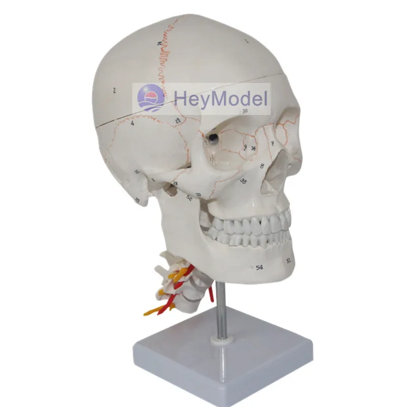 Модель черепа HeyModel с анатомией мозга | Канцтовары для офиса и дома