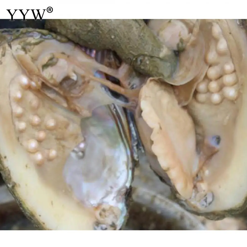 YYW большая пресноводная жемчужина с вакуумной упаковкой устриц 6 7 мм случайного