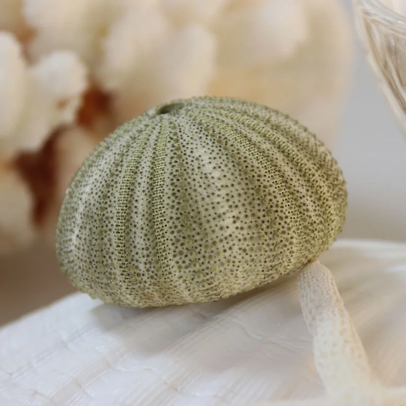 Бесплатная доставка (6 шт./лот) Зеленая морская урчина натуральная ракушка