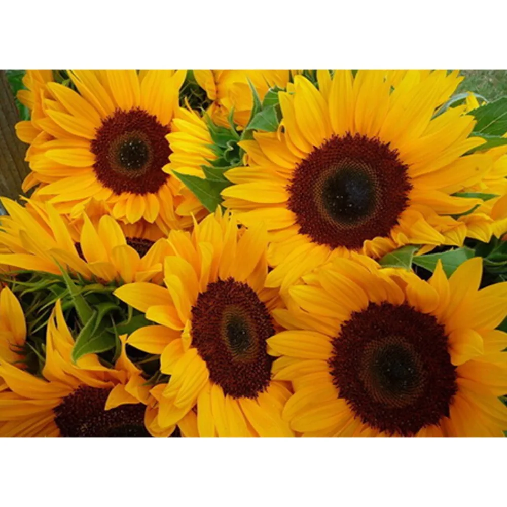 Алмазная вышивка 5D DIY наборы для алмазной живописи sunflower square full Diamond разразы
