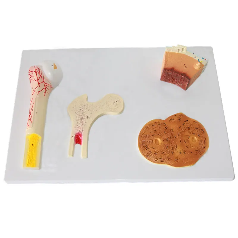 HeyModel человеческие кости структурная модель из ПВХ материала|material|materials modelling |