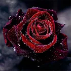 Алмазная вышивка Роза утром, картина Стразы сделай сам, алмазная живопись, вышивка бисером, китайские домашние поделки