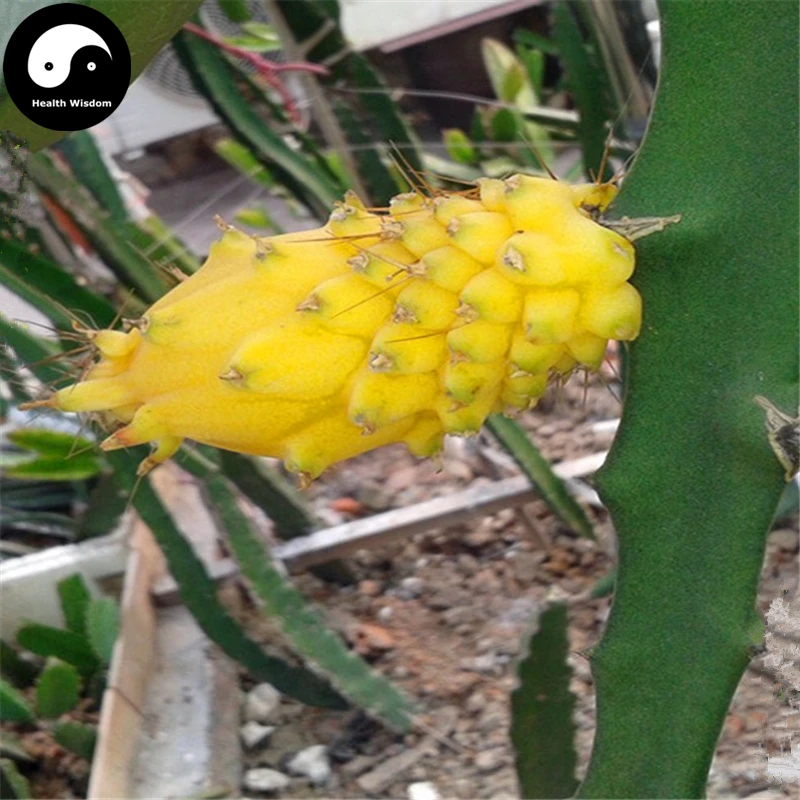 Купить дракон фрукты Semente 50 шт растение Hylocereus Undatus для желтой Pitahaya