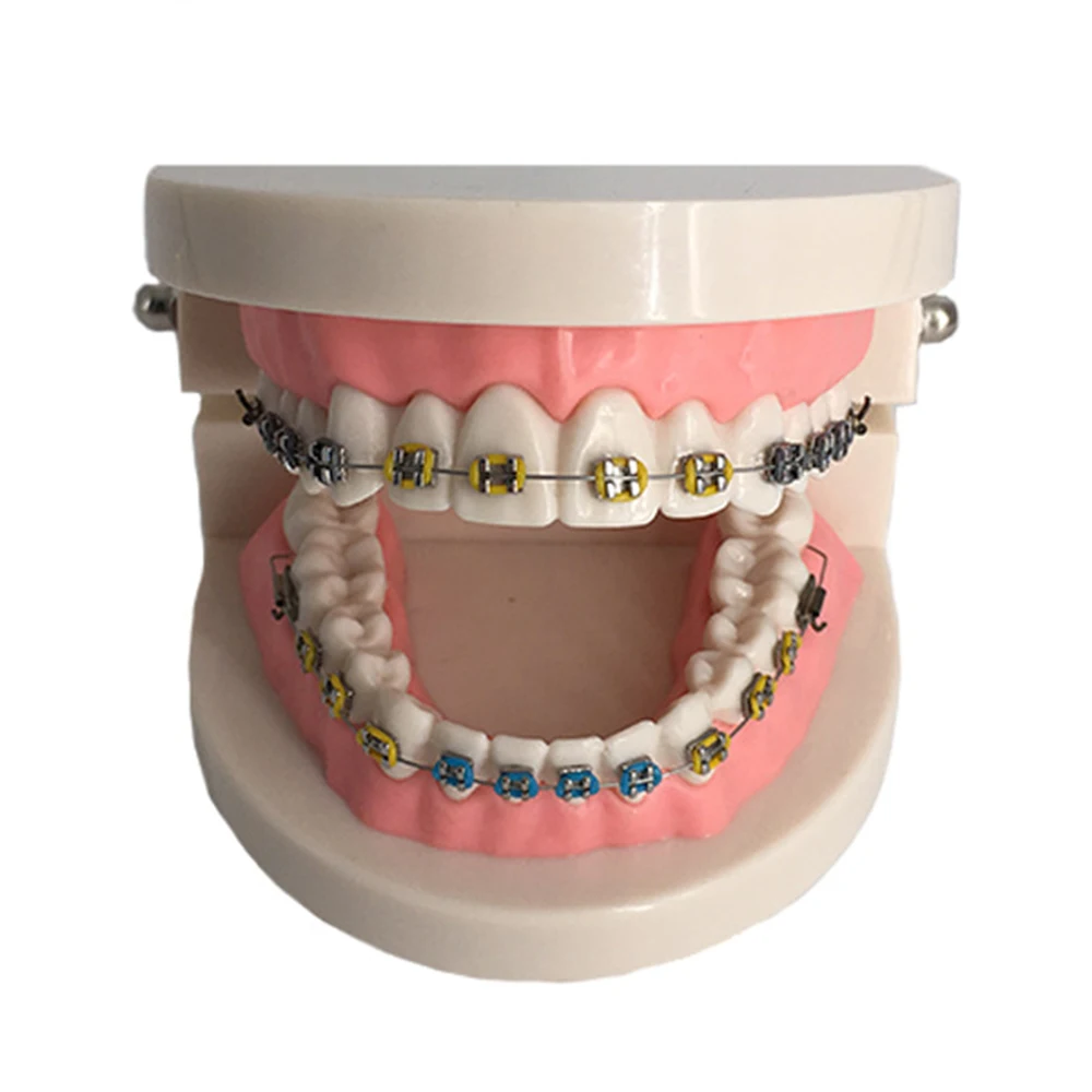 Orthodontic Teeth Model Pink Teaching Demonstration for Students Dentist | Красота и здоровье