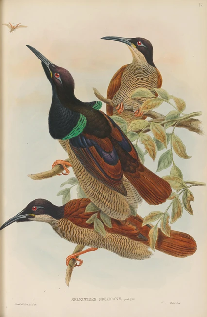 Пасторальные животные острый рот птицы дерево Пейзаж набор картина маслом холст