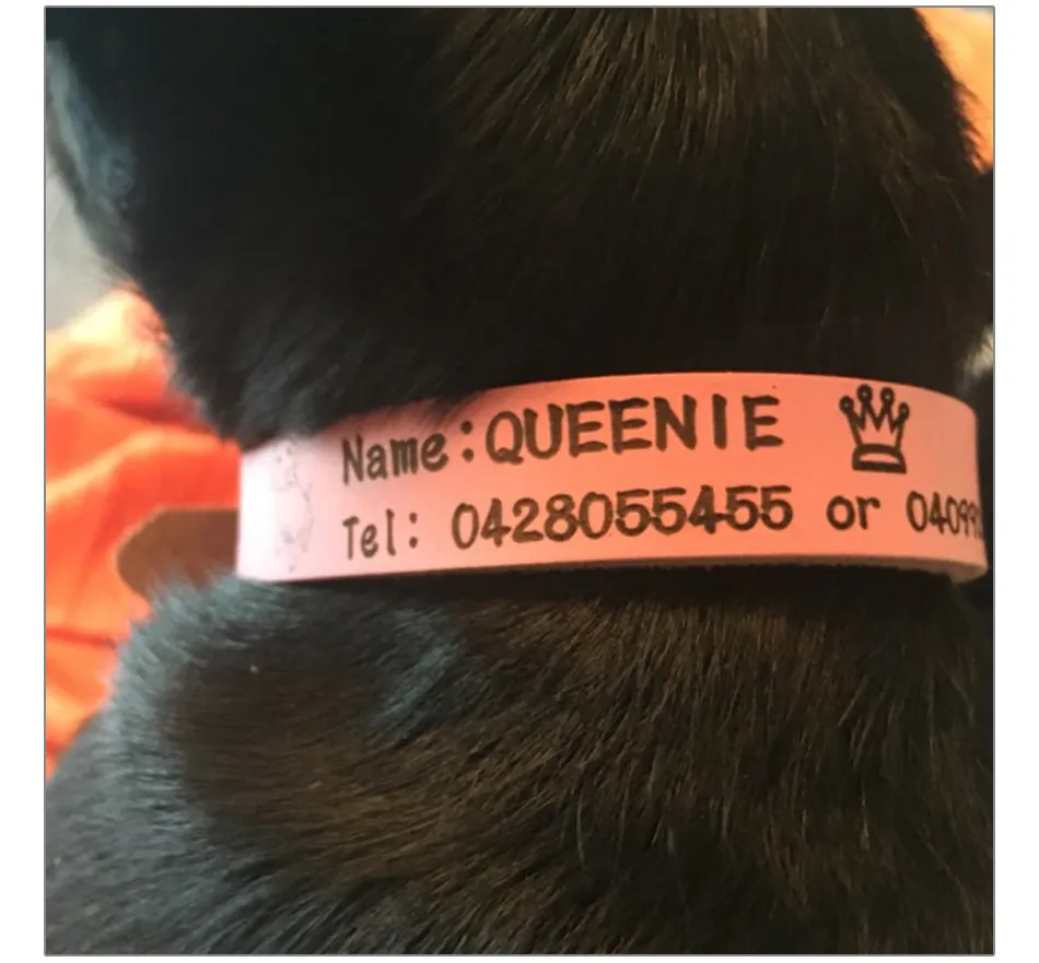 Global Baby Бычья Кожа Предупреждение Потери Собаки Средние и Большие Ошейники С