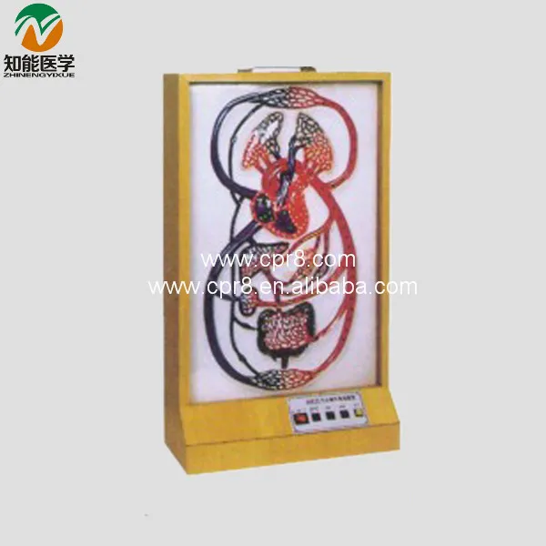 Микрокомпьютер человеческий кардиоцикл и большая маленькая искусственная