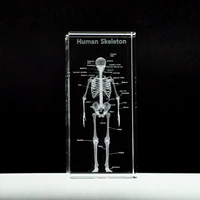 human anatomical anatomy skeleton model k9 crystal laser 3d internal statue sculpture figurines miniatures crystal arts crafts