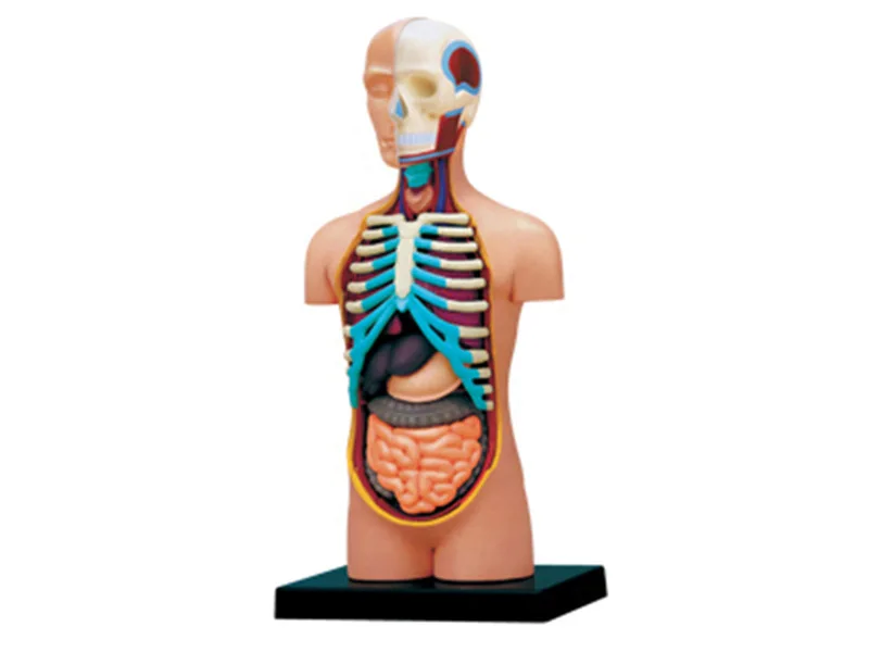 

4D Human Torso Internal organs Teaching Model for Anatomical Medicine puzzle toy Biology teaching aids Medical Science