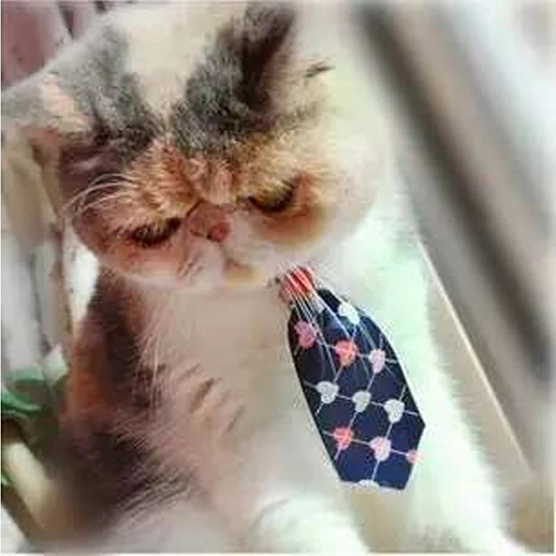 

Новинка 2017, модный цвет, Красивая Милая кошка и фото, много цветов в виде колокольчика