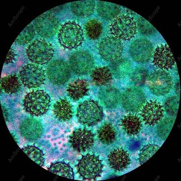 

Binocular Stereo Microscope--AmScope Supplies Super Binocular Stereo Microscope 20X-30X-40X-60X