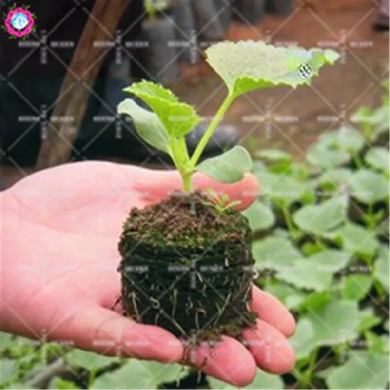 Питательный блок Peat для питомников интегрированная компрессионная база питания