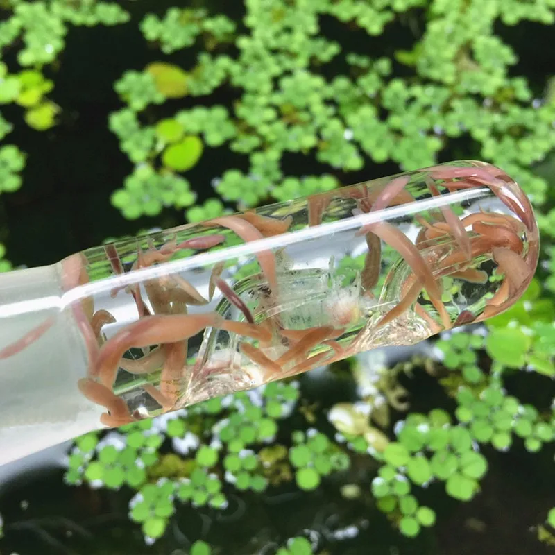 Стекло аквариума для рыб танк Креветки Танк planaria для ловли пиявок избавьтесь от planarian ДЛЯ ХРУСТАЛЬНЫХ креветок