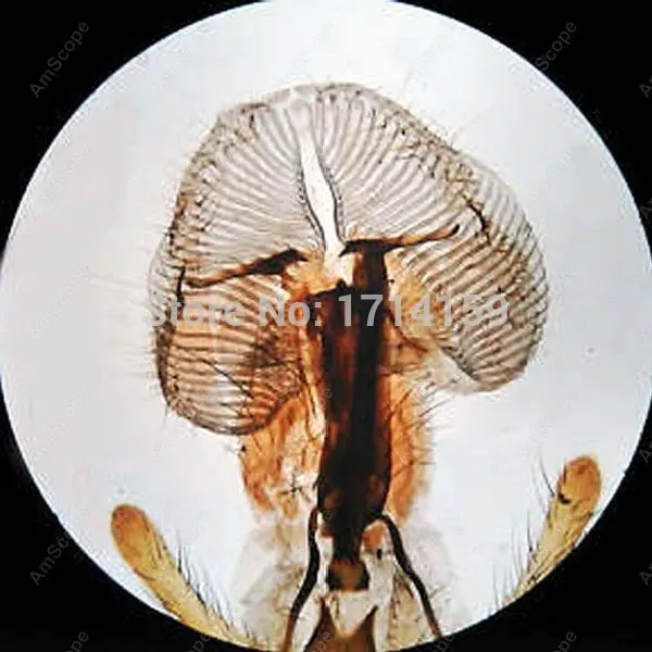 Амскоп беспроводной светодиодный верхний и нижний свет Стерео микроскоп 20X-40X |