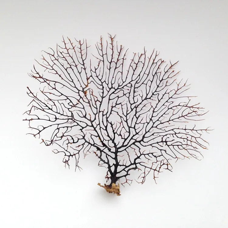 Бесплатная доставка (1 шт./лот) украшение для дома Натуральный раковины морской