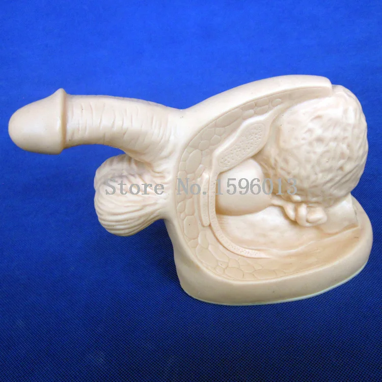 Мужская уретрная кожа улучшенная модель внутренних и внешних генитальных