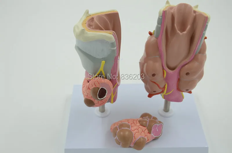 Thyroid Diseas of Human Head Neck Model in trauma anatomy skeleton dental anatomical shadow brain skullmedical training manikins |