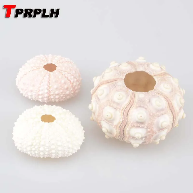 6 шт./лот натуральная маленькая фиолетовая светло зеленая розовая морская урна