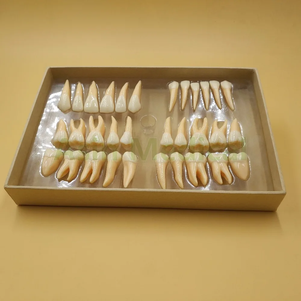 Новое поступление 2 5 раз 32 шт. модель постоянных зубов для взрослых