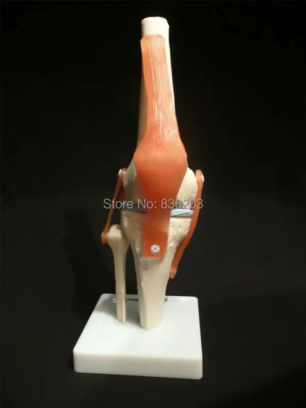Анатомический Скелет человека Размер жизни коленный шарнир анатомическая