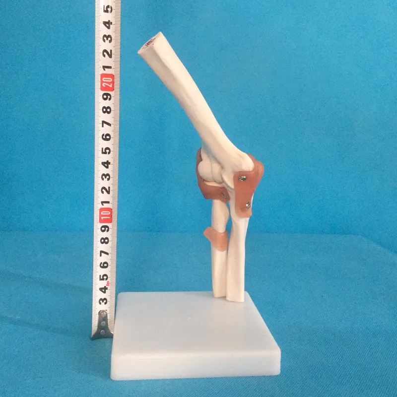 Модель скелета человека 6 шт. модель для суставов плеча локтя запястья бедер