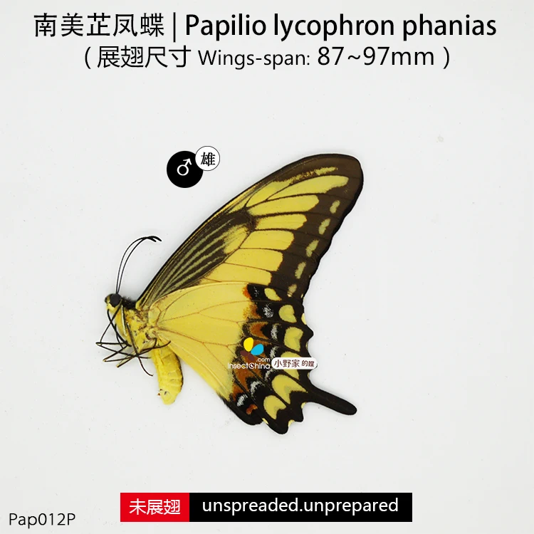 Papilio lycophron phanias | Дом и сад