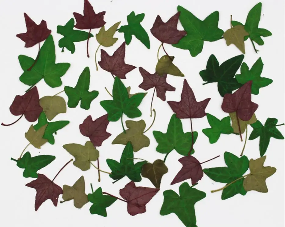 120 шт прессованный высушенный Hedera непальенсис листьев гербарий из растений для