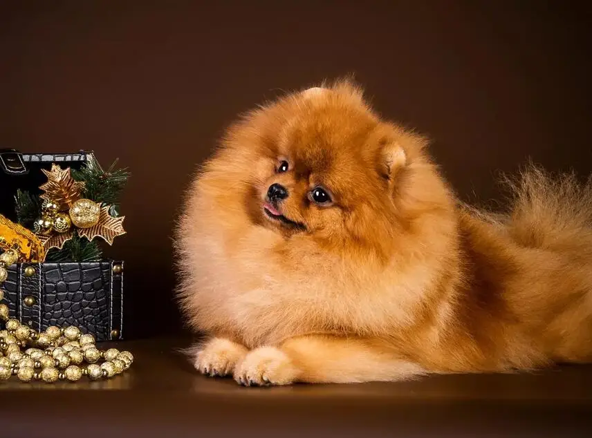 4 Полная Алмазная вышивка шпиц собака животные фото DIY 5D алмазная Картина Вышивка крестом мозаичная живопись стразами домашний декор - Цвет: 4