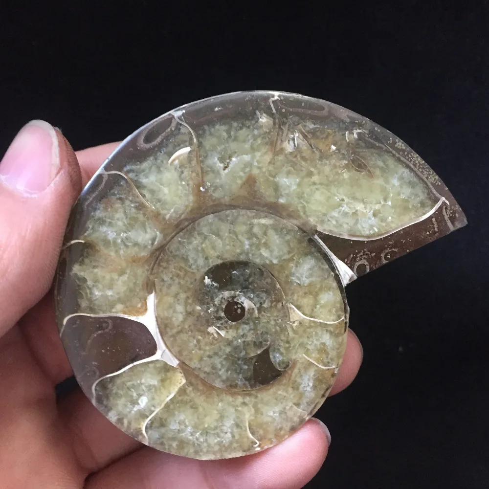 94 г аммонит PRETTY NAUTILUS MADAGASCAR FOSSIL с лечебным действием образцы Рождественский