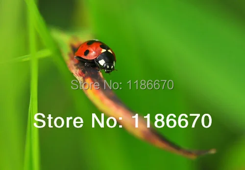 Бесплатная доставка! 4 шт. 62 мм фильтр для макросъемки фильтры диоптрий 4x + 1 2 10