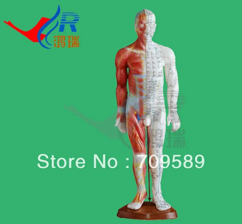 Модель анатомии профессиональная искусственная кожа и Анатомические мышцы 55 см |