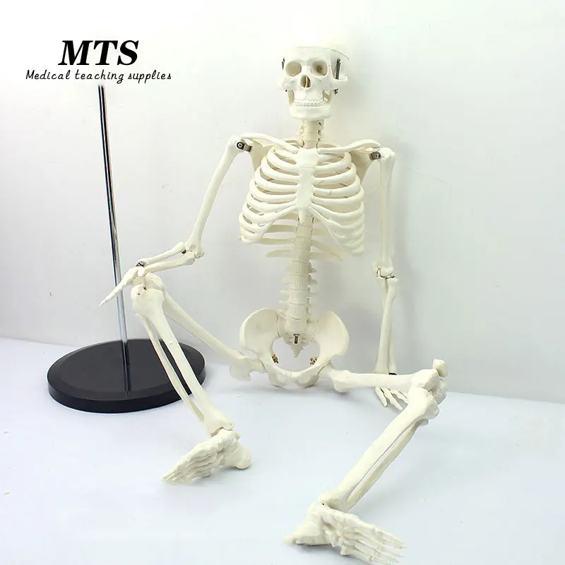 MTS 85 см человеческая идентификация 1:1 рандомная обучающая модель bone|Медицинская