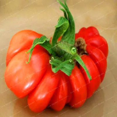 Гигантский Большой томат бонсай очень большой вкусно органического помидора еда