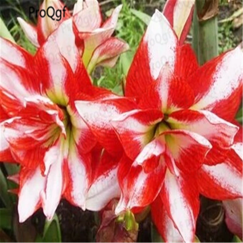 Ngryise 3 шт. набор Amaryllis лампочки True Hippeastrum rutilum