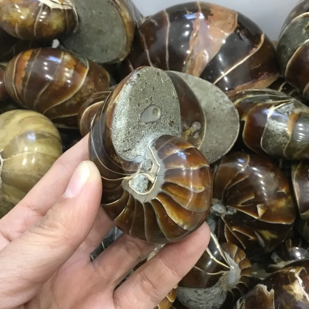 200 г Природный полированный Nautilus окаменелости аммониты камня для украшения | Дом